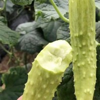 批發海陽白玉黃瓜新鮮現摘蔬菜脆嫩水果黃瓜生吃小黃瓜蔬菜批發代